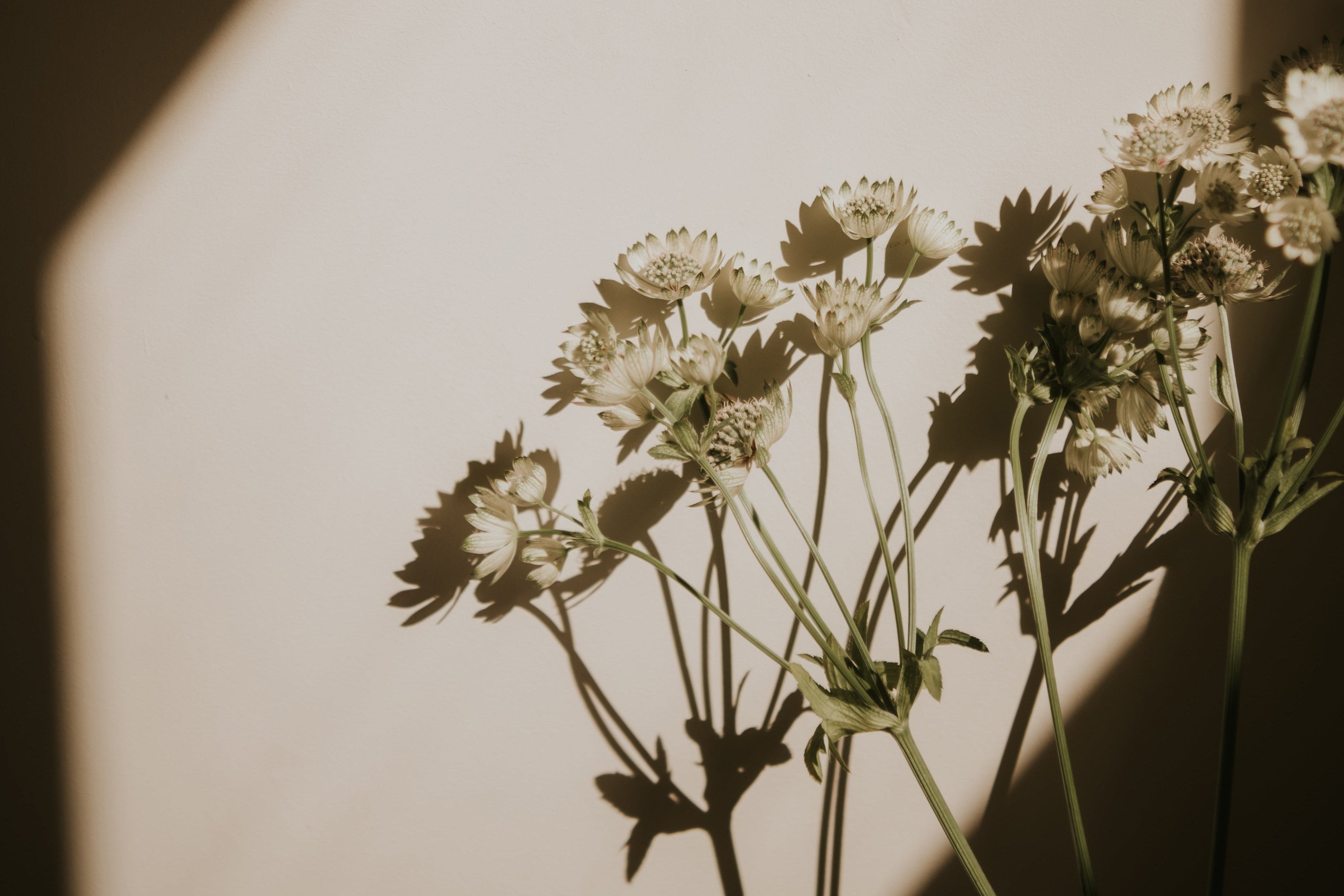 white flowers casting shadows on neutral background