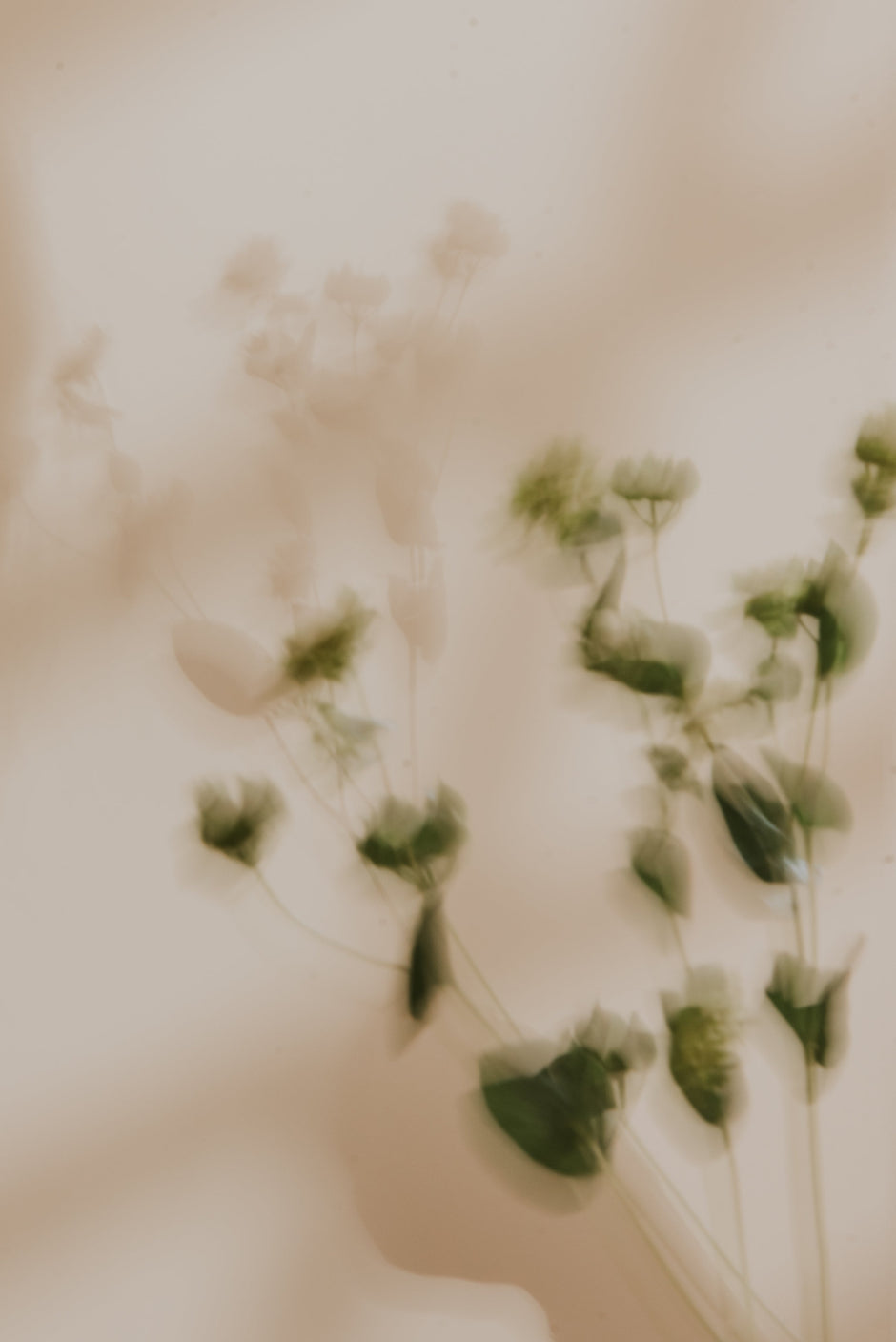 green leaves casting shadow blurred on neutral background