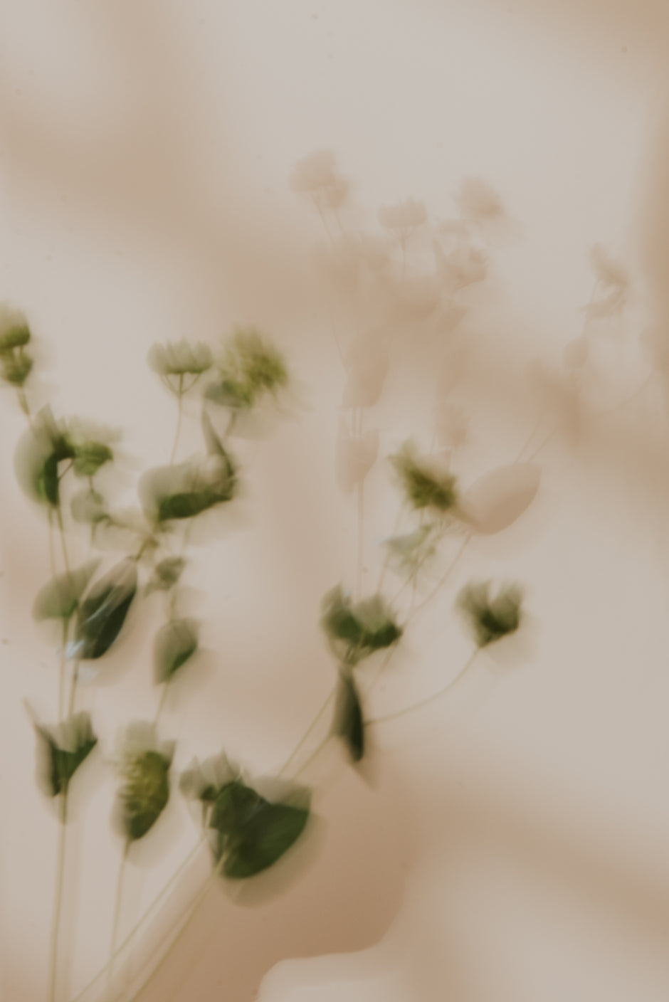 blurred leaf stems with shadow on neutral background