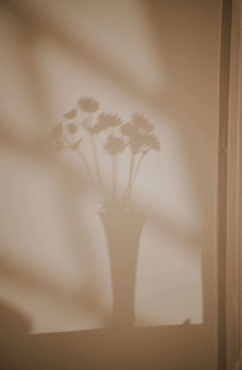 shadow of a floral arrangement on a wall with a warm neutral tone